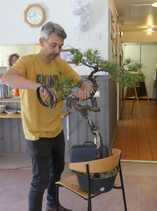 scots pine yamadori bonsai